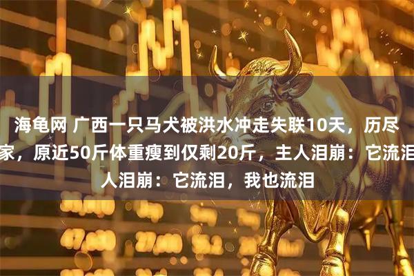 海龟网 广西一只马犬被洪水冲走失联10天，历尽艰险自行回家，原近50斤体重瘦到仅剩20斤，主人泪崩：它流泪，我也流泪